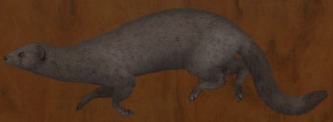 白色亚种 - 左侧