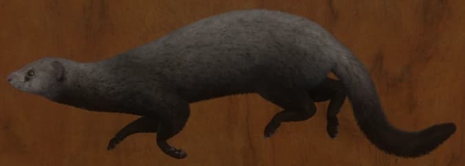 花斑变奏 2 - 左侧