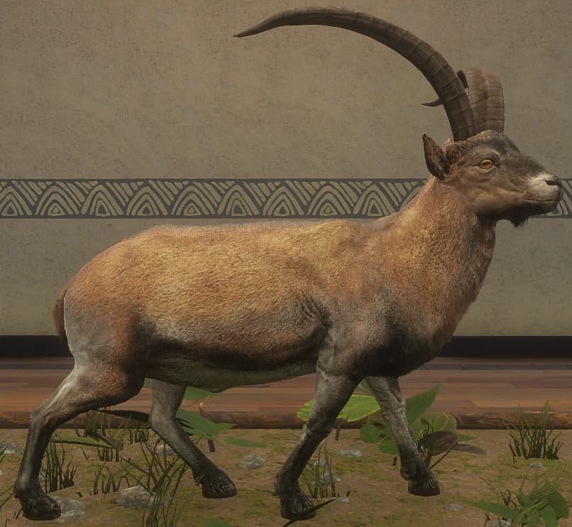 棕色混种 - 雄性