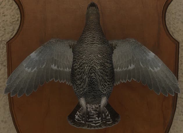 褐色 - 正面（雌）