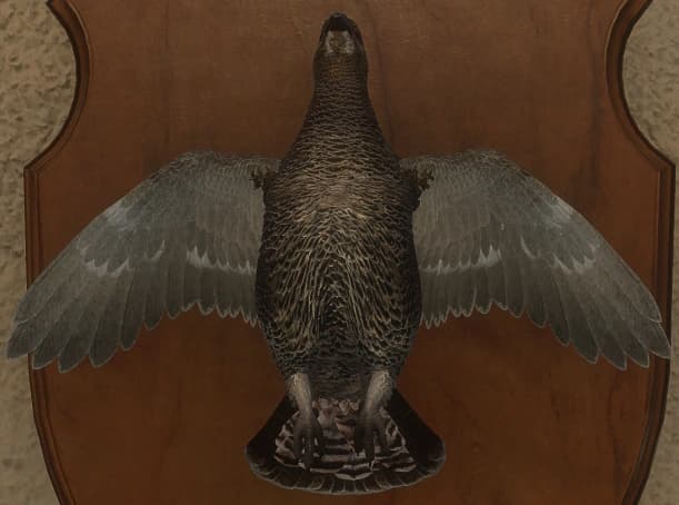 深色 - 正面（雌）