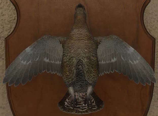 黄金 - 正面（雌）