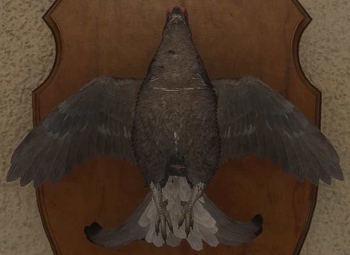 白变变异 1 - 正面（雄）