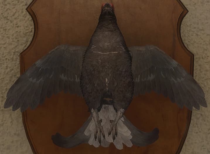 白变变异 2 - 正面（雄）