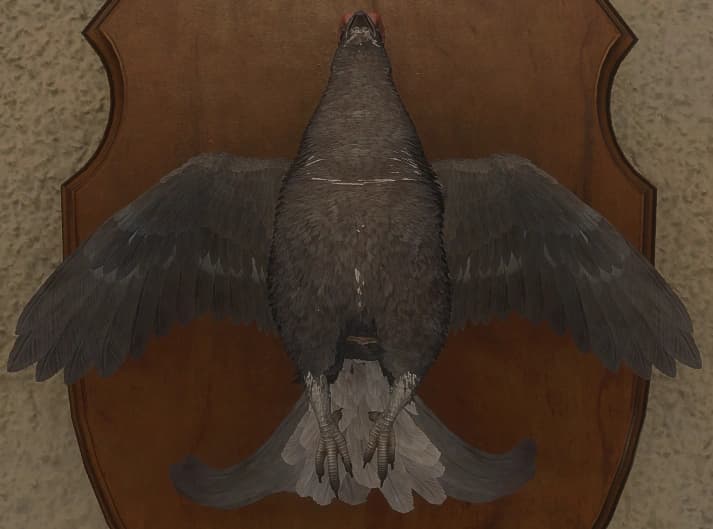 白变变异 3 - 正面（雄）