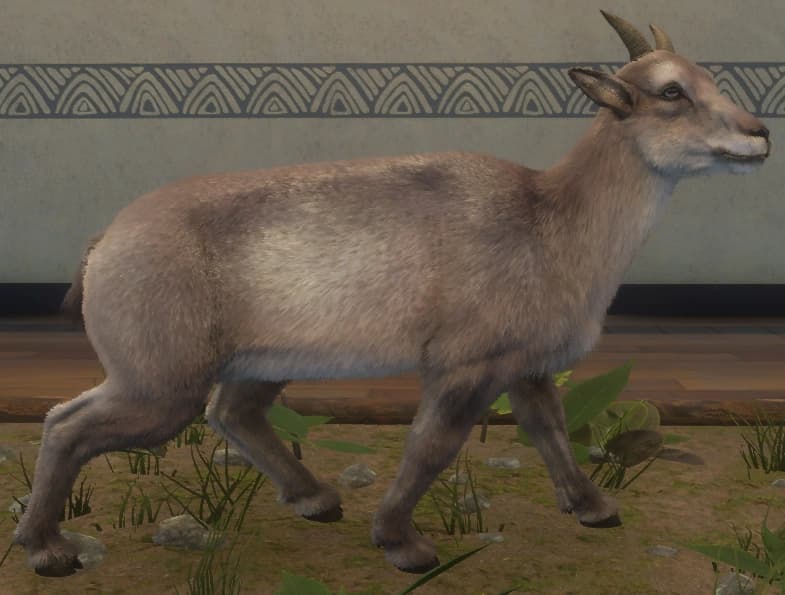 白色亚种 - 雌性