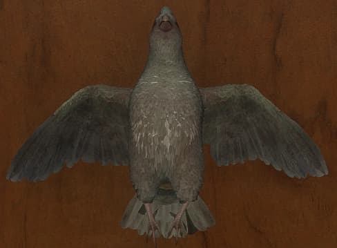 白化 - 正面（雌）