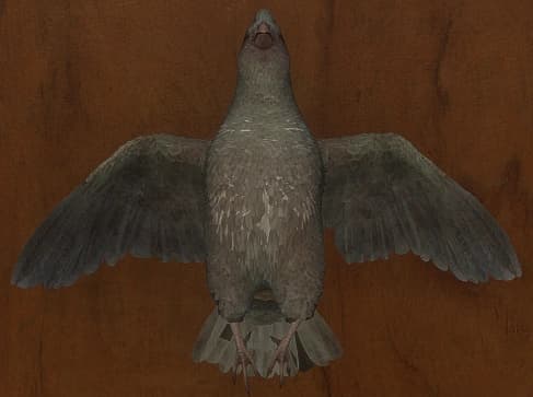 白化 - 正面（雄）