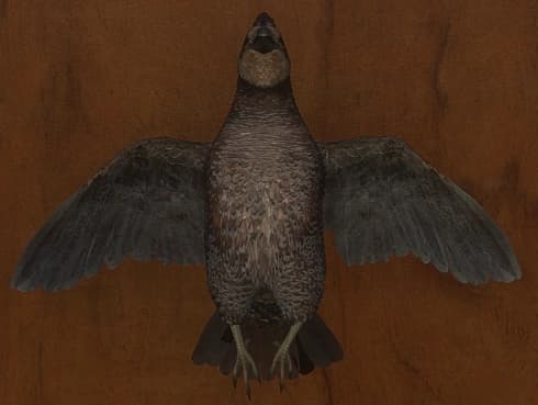 褐色 - 正面（雌）