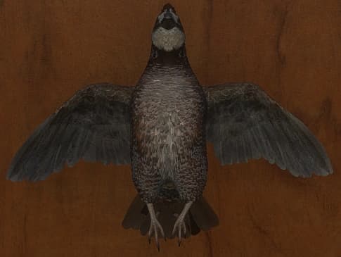 褐色 - 正面（雄）