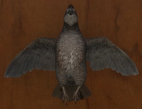 灰色 - 正面（雄）