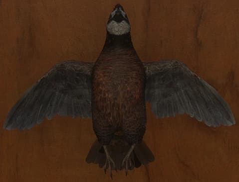 红棕色 - 正面（雄）