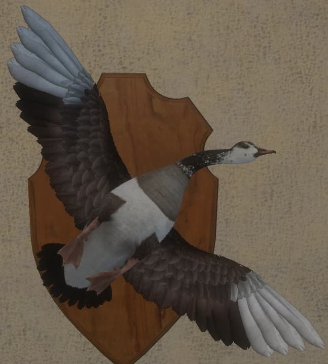 棕色混种 - 正面