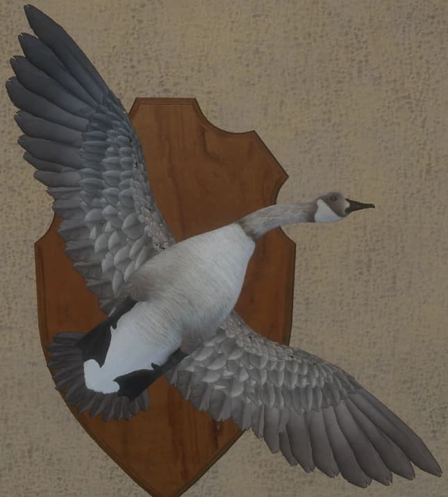 浅灰色亚种 - 正面