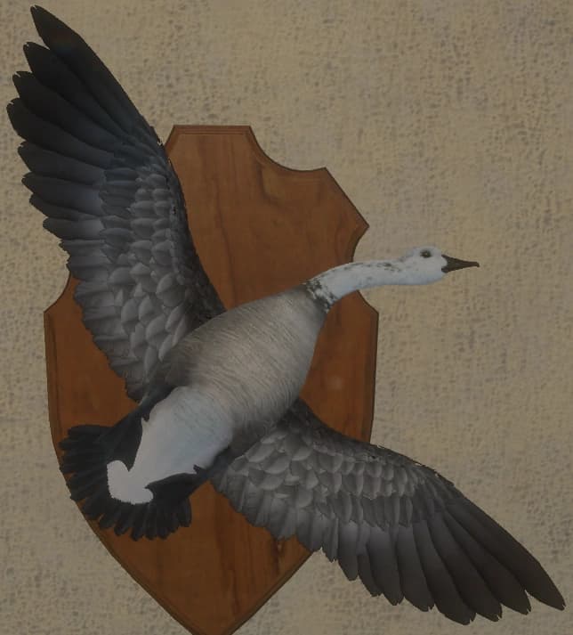 白色混种 - 正面