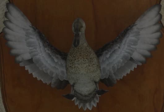 米色 - 正面（雌）