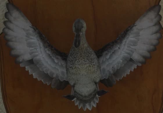 肉桂色 - 正面（雌）