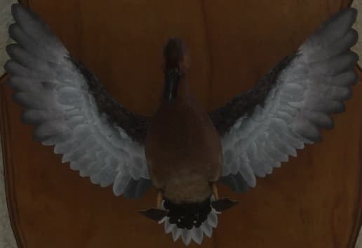 肉桂色 - 正面（雄）