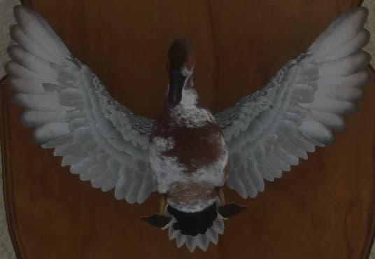 带花斑 - 正面（雄）