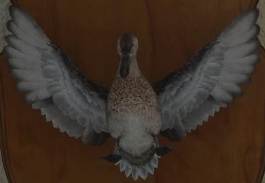 红色 - 正面（雌）