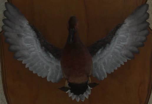 红色 - 正面（雄）