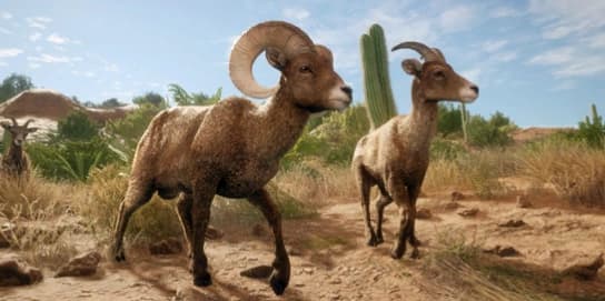 沙漠大角羊