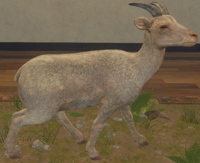 白化 - 右侧（雌）