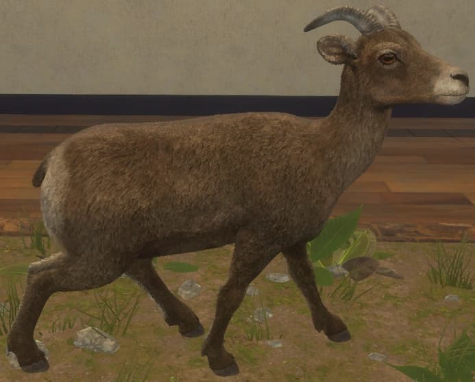 褐色 - 右侧（雌）