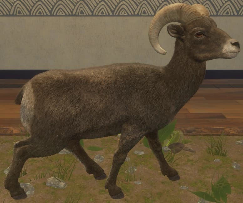 褐色 - 右侧（雄）