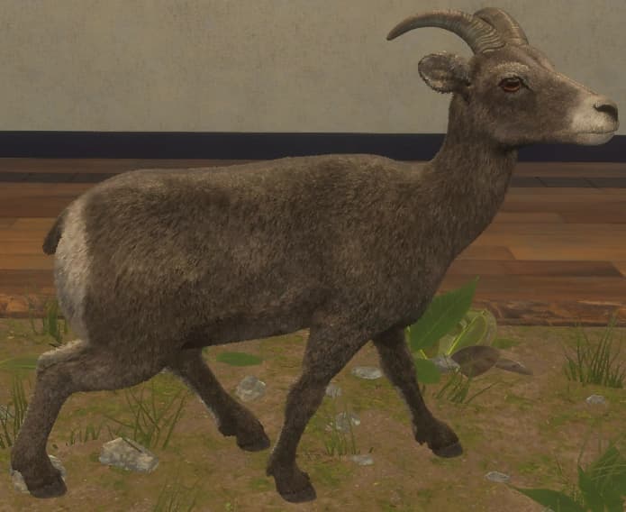 灰色 - 右侧（雌）