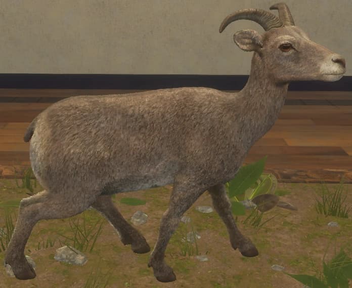 白色亚种 - 右侧（雌）