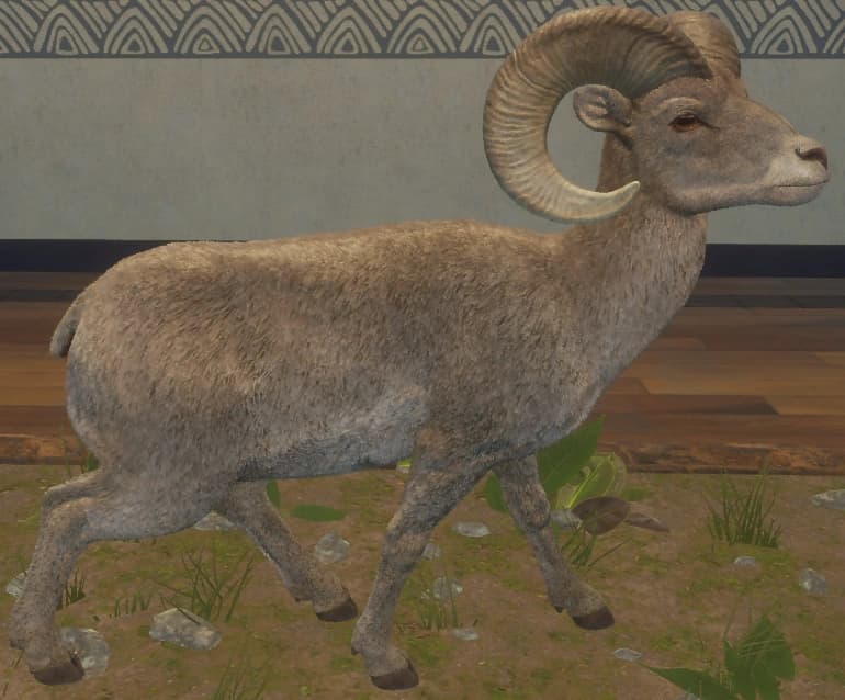 白色亚种 - 右侧（雄）