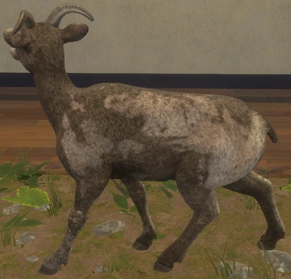 带花斑 - 左侧（雌）