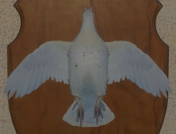 白化 - 正面（雌）