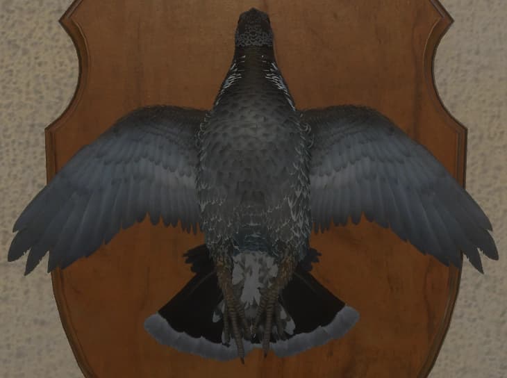 褐色 - 正面（雄）