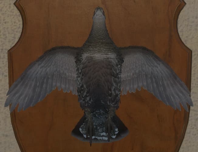 灰褐色 - 正面（雌）