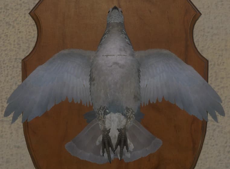 白细胞 - 正面（雄）