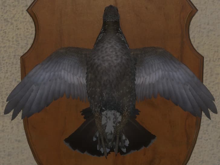 杂色中 - 正面（雄）