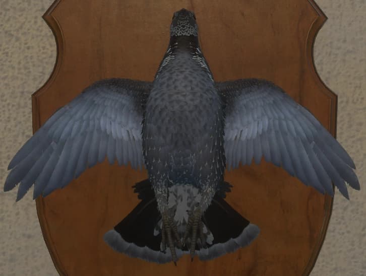 灰白色 - 正面（雄）