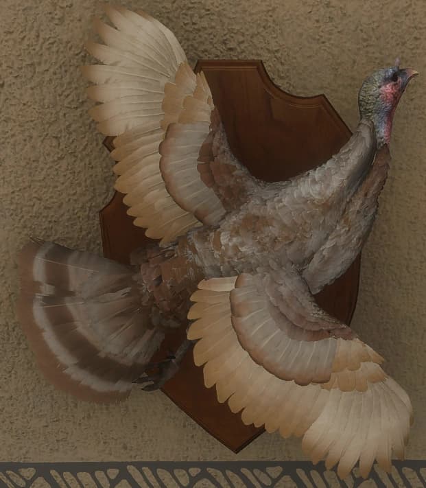 白色亚种 - 雌性