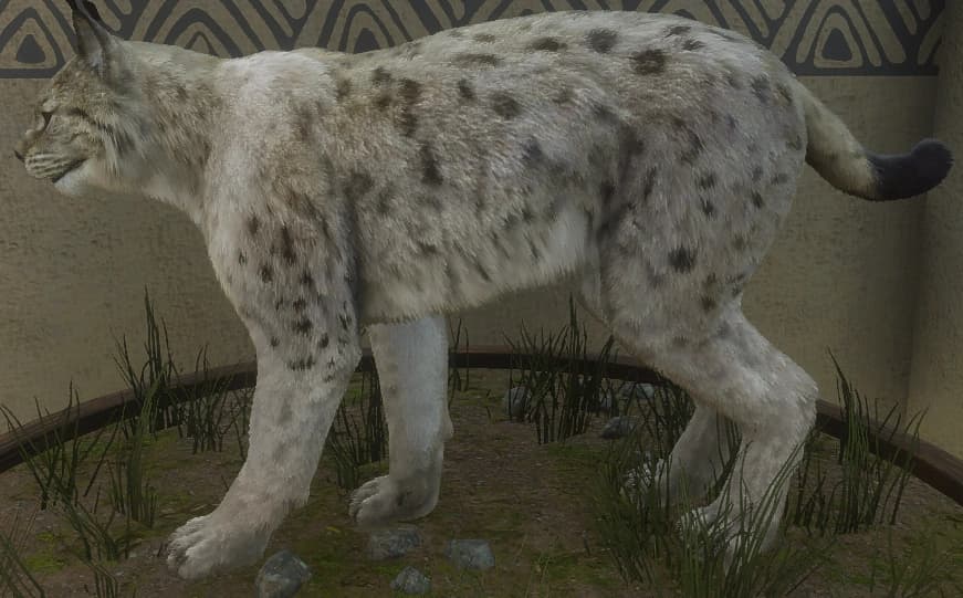 带花斑 - 带花斑