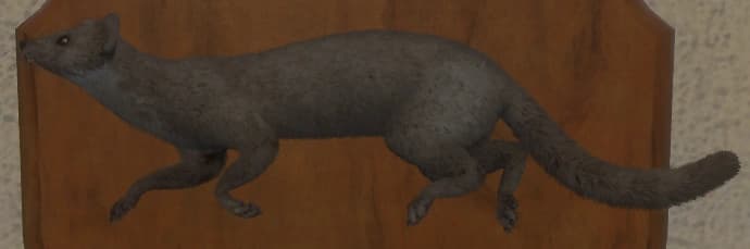 白色亚种 - 左侧