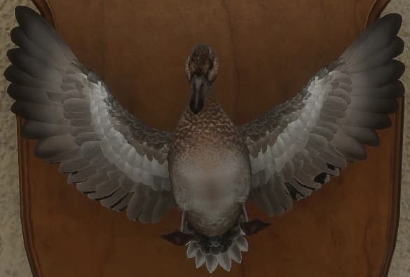 褐色 - 正面（雌）