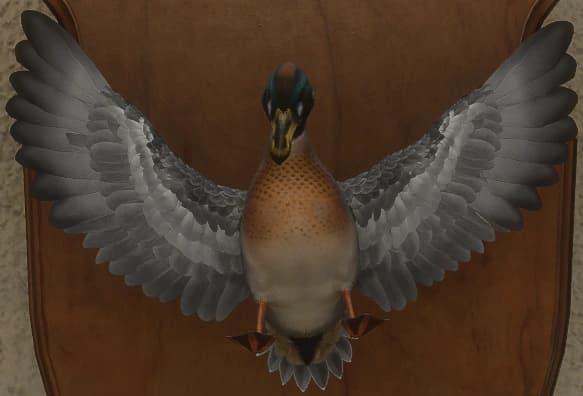 蓝色混种 - 正面（雄）