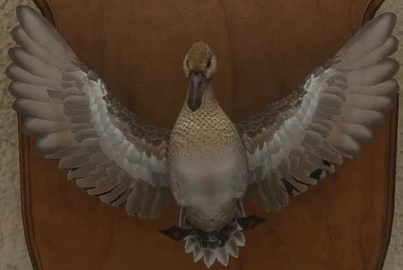 白色亚种 - 正面（雌）