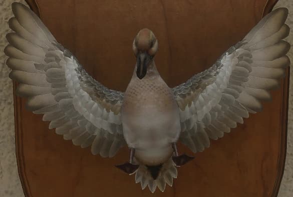 白变变异 1 - 正面（雄）