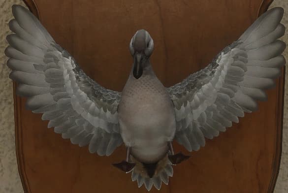 白变变异 2 - 正面（雄）