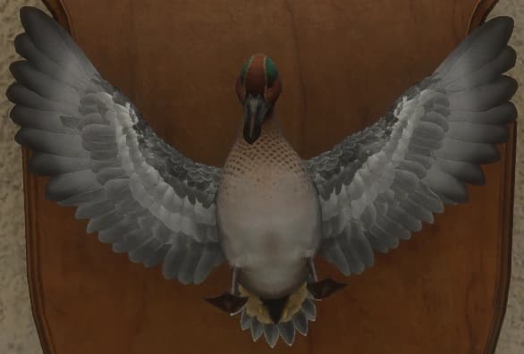 浅绿色 - 正面（雄）