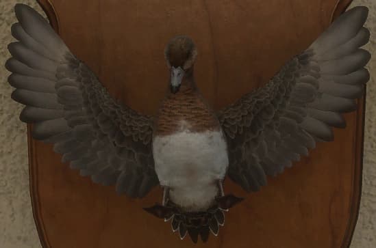 褐色 - 正面（雌）