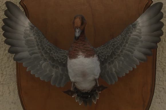 晦暗 - 正面（雄）